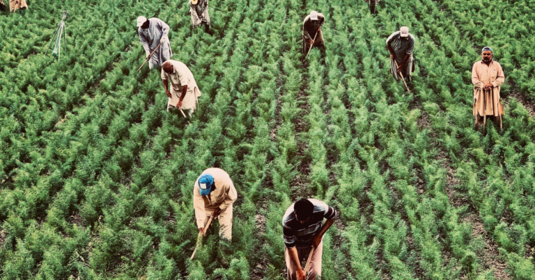 Understand them to consume better